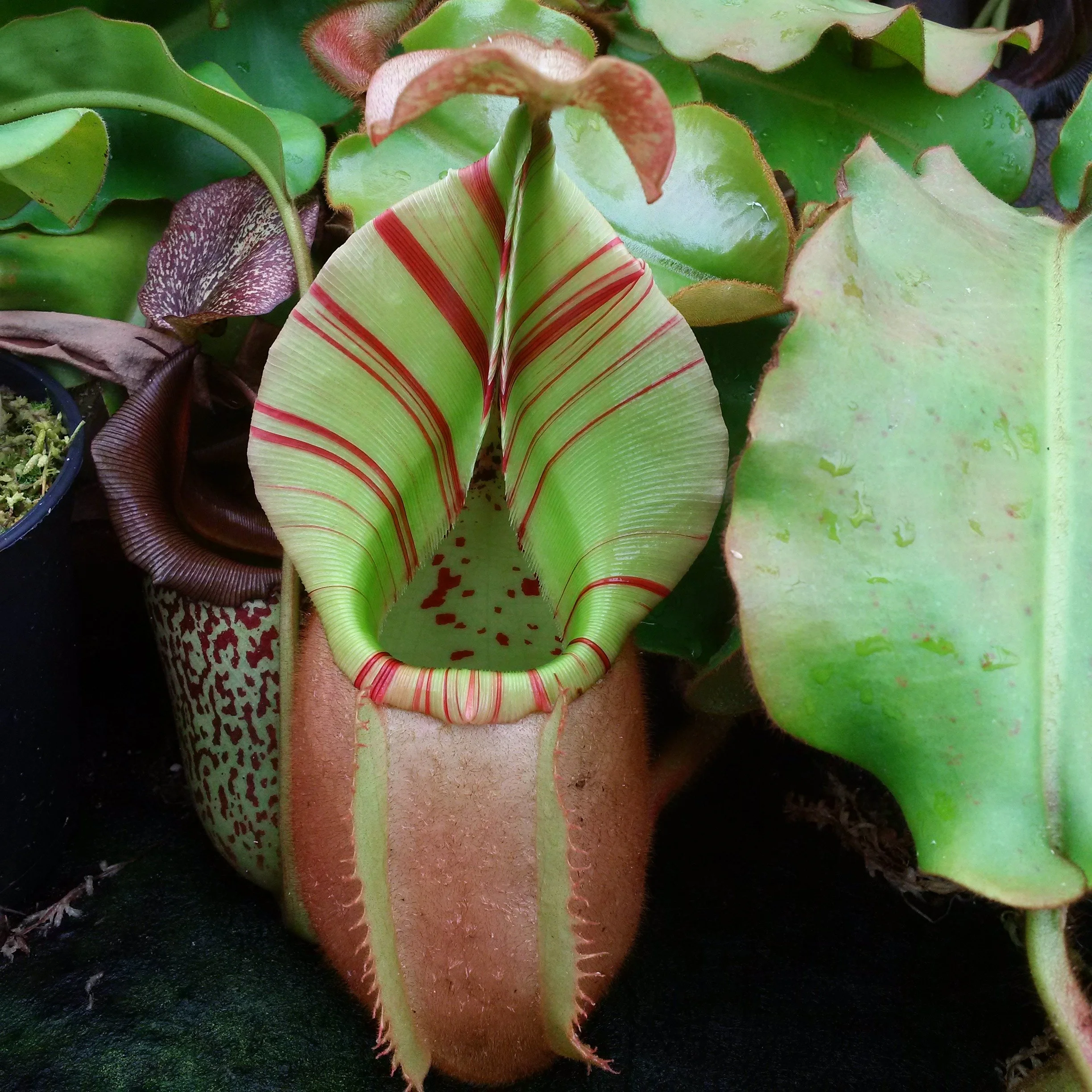 Nepenthes veitchii — Exotica Esoterica